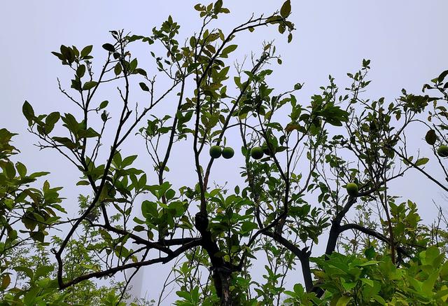 古城荆州，网红重庆，一朵小浪花（湖北荆州）