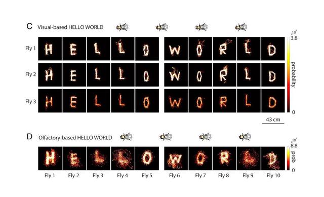 科学家将苍蝇转化为微型机器人，迫使成群苍蝇写下“HELLO WORLD”