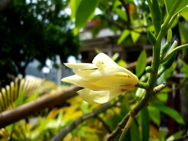 夏日香气｜白兰花