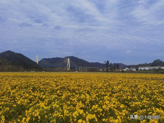 千年古麇，菊香五峰！十堰市郧阳区东峰村万亩菊花震撼盛开太美了