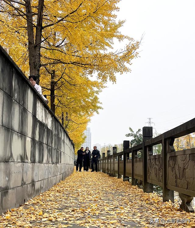 成都2公里长的银杏长廊，超级壮观，美爆了！地铁公交车可达！