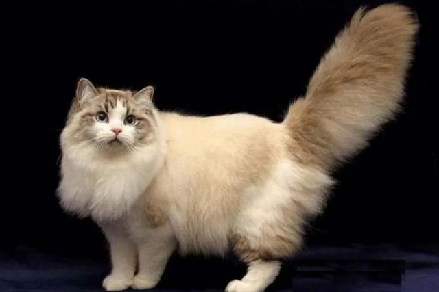 全世界100个宠物猫品种大赏！