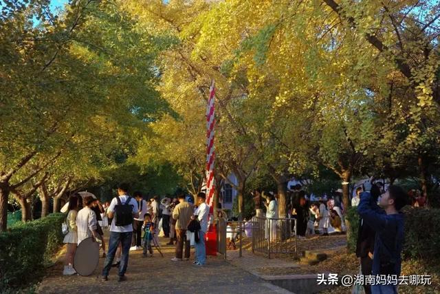 藏不住了!望城这片小众银杏秘境已到最佳观赏期,还能露营、骑行、摘果子