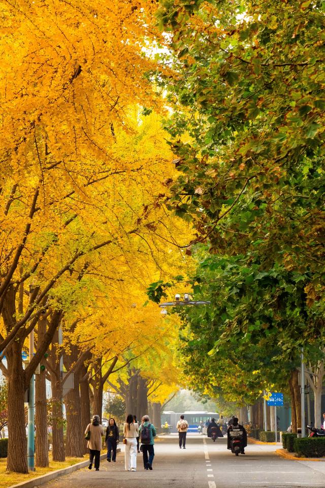 夏未走秋已至，北京半黄半绿的银杏大道，三里屯还是太时尚了！