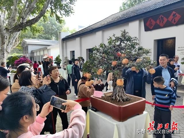双休日武汉菊展人气爆棚，外地游客坐高铁来赏菊