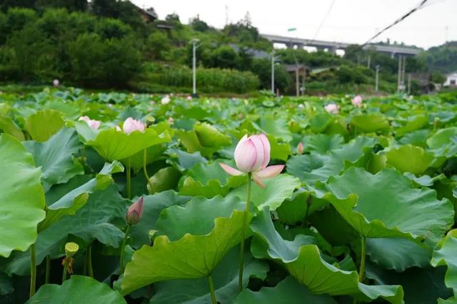 乡游黔中 · 榕江县 乐乡村丨古榕河滩枕夏梦,侗歌唤醒寨蒿河