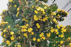 河南一男子“一棵仙人掌”养40年，直接长成了树，太牛了图片