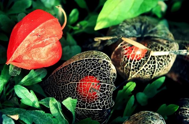 农村越来越少的植物灯笼草，老一辈称之为“补肾果”，您认识吗？
