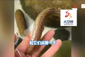 女子养泥鳅当宠物一叫它就游到主人手里撒娇图片