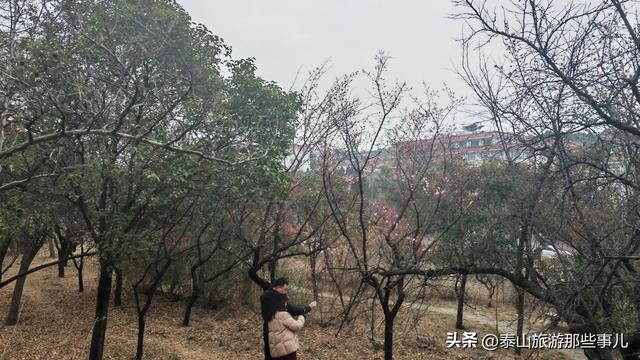 泰安：它是一个梅主题的游园，占地400余亩，暗香浮动，步步皆景