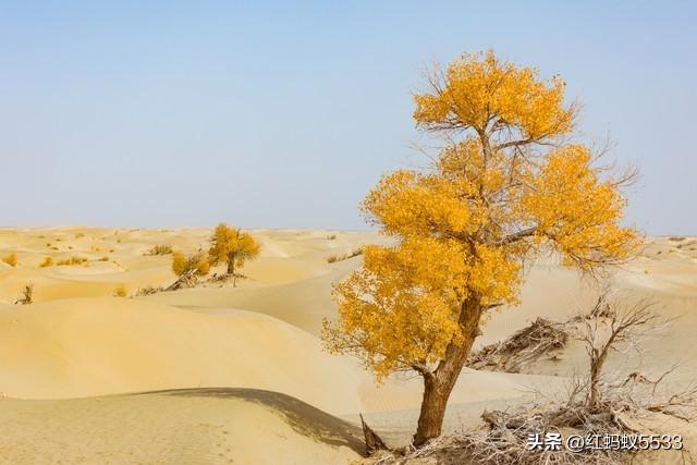 胡杨之美，美在金秋金甲耀荒漠，亦在千年风骨立沧桑。