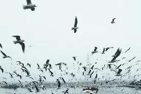 香炉中的香灰该怎样清理图片