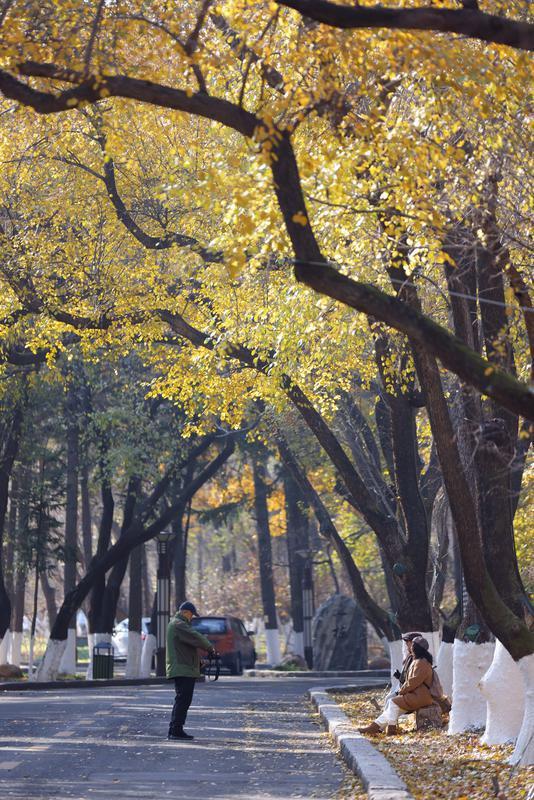 秋之彩色吉林｜层林尽染，鹿影翩跹！这里的秋天美成一首诗