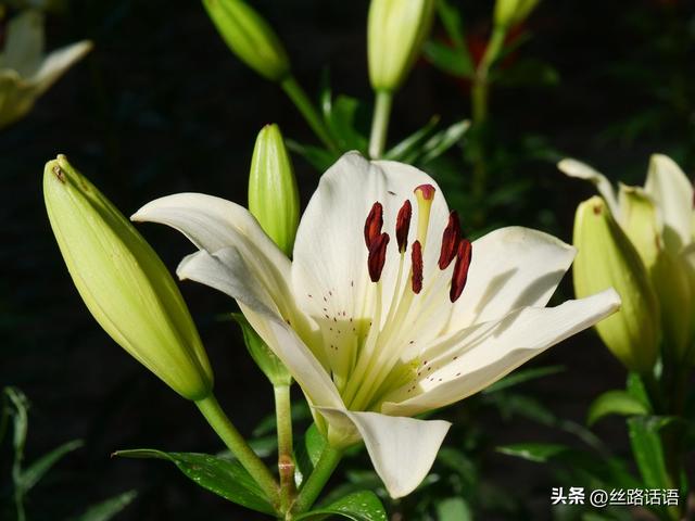 图集丨山丹：百合盛开，许你一个浪漫盛夏！