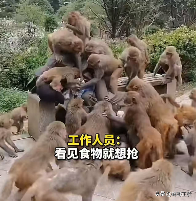 后续！男子大骂景区大爷，身份被扒评论区沦陷，南京文旅意外躺枪