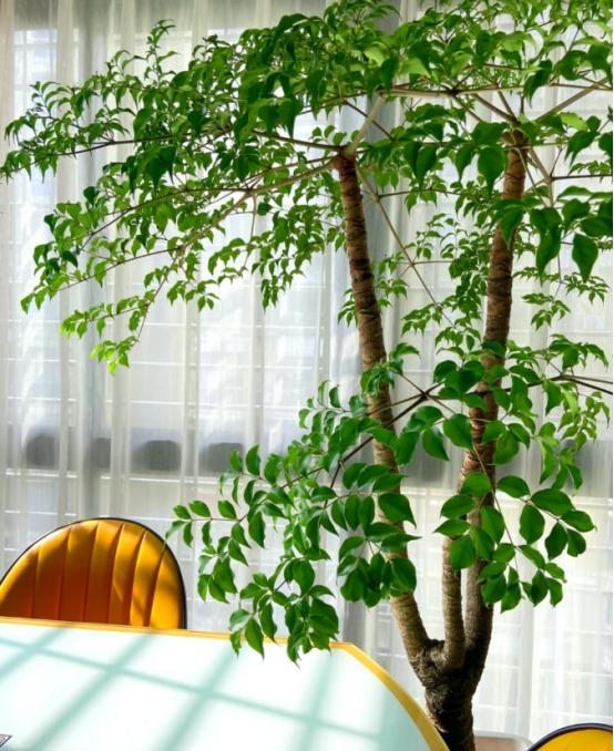 河北一太太	，在“客厅种大树”，那叫一个壮观，妥妥的视觉盛宴