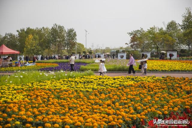 秋菊绽花海 游人醉金秋