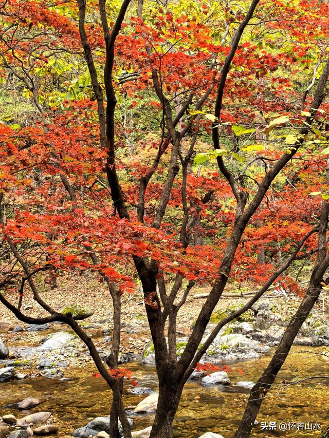 2025辽宁赏秋之旅日记(2)——游览丹东蒲石河森林公园