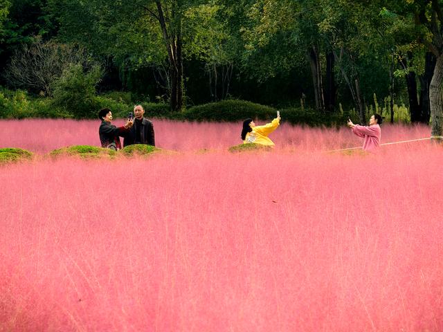 来啊！抓住粉黛小尾巴，错过再等一年！