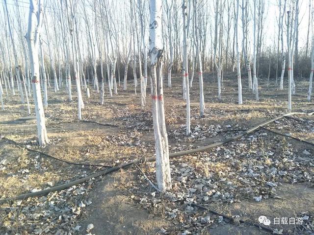 乌海 内蒙新城 周总理定名 成吉思汗铜像是城市地标 蒙餐汉餐各具特色