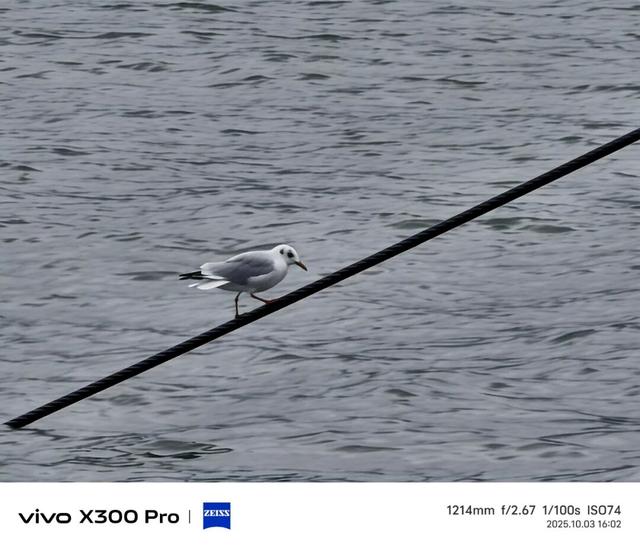 vivo X300系列评测：同级巅峰影像 出片易如反掌