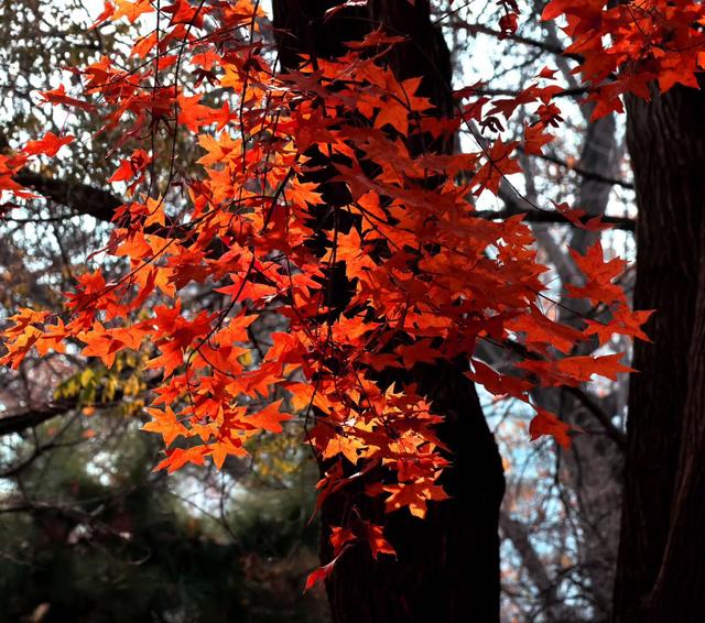 邂逅那一抹醉人的秋色