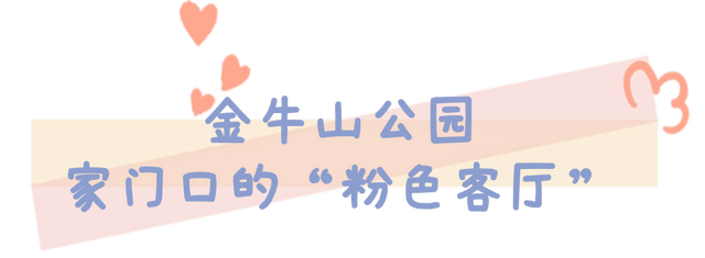 粉黛乱子草的浪漫邀约！在乳山赴一场粉色的秋日之约