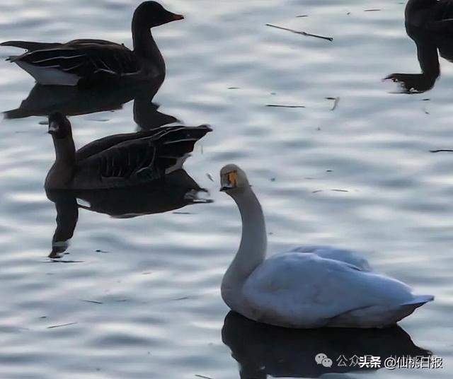 @仙桃人，这回大家真的要关注呀！