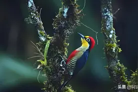 啄木鸟啄树：是在给树治病吗？图片