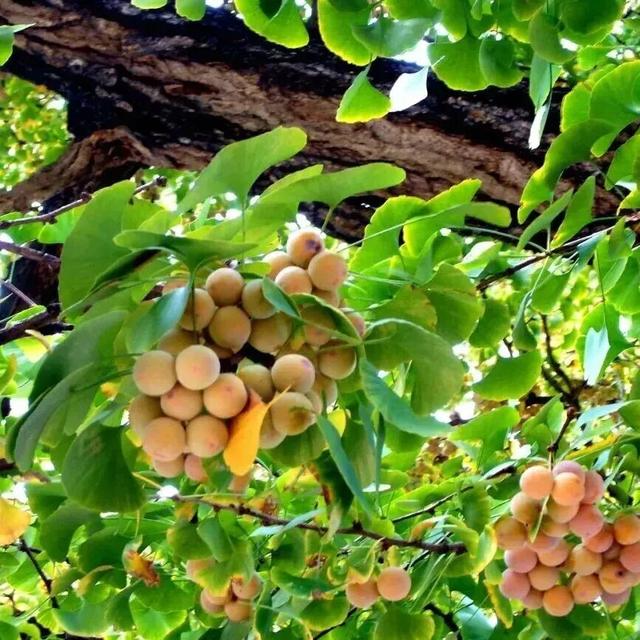 藏不住了！嘉陵镇这份治愈系美景，承包你所有的诗和远方～