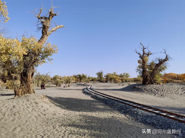 额济纳旗胡杨林