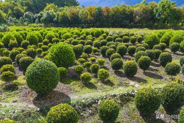 大理三塔前有片农场栽满树球，是这个秋天最无名的去处，风景很美