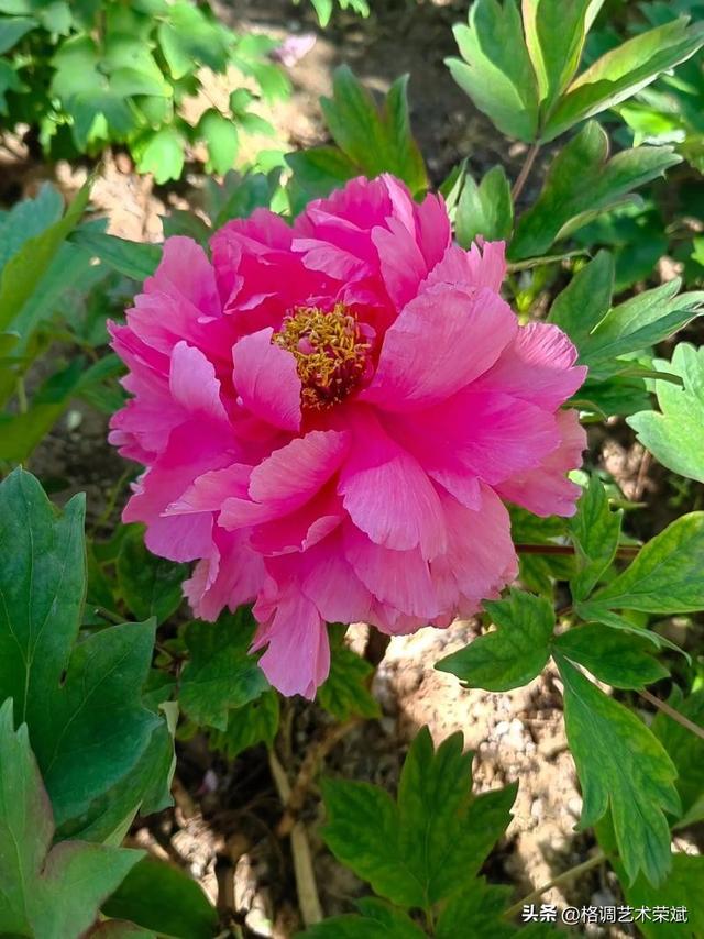 “唯有牡丹真国色，花开时节动京城”——国画牡丹名家精选
