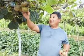 采摘秋天的味道！平度这里的奇异果，熟了……图片