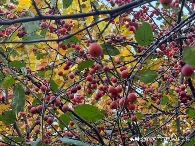 冬日上新！石家庄市公园里海棠果 “染红枝头”，果香伴冬景超治愈
