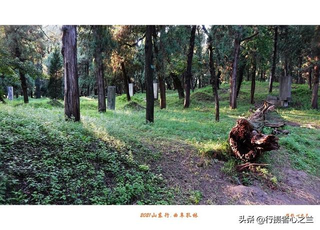 山东行游影记（226）—曲阜孔林（二）