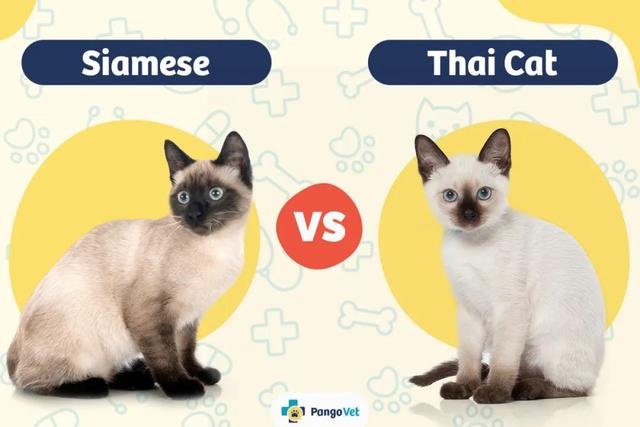 全世界100个宠物猫品种大赏！