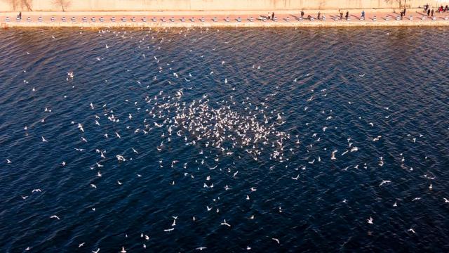 海鸥在天津,真“美”呀!