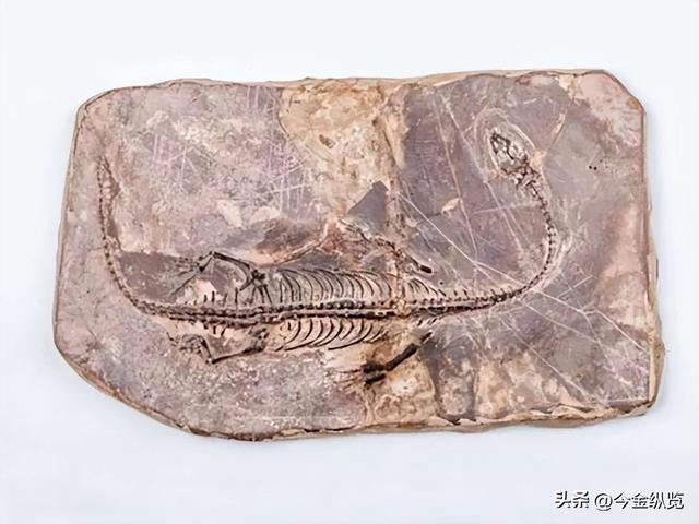 恐龙为何仰天长啸？解密亿年谜团，30只蜥蜴尸体揭开死亡姿态真相