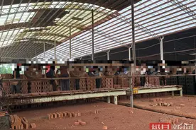 举报人上官正义揭秘“砖厂用智障者务工”：每天干活12小时，将滚烫砖块搬出打捆图片