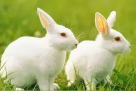 最好命的生肖兔，原来是这几个月出生的，越老越有福！图片