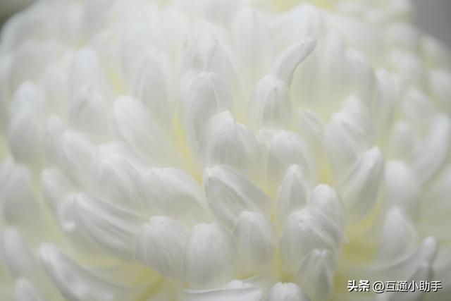 腾龙 90mm F/2.8 Di III MACRO VXD 上手使用体验
