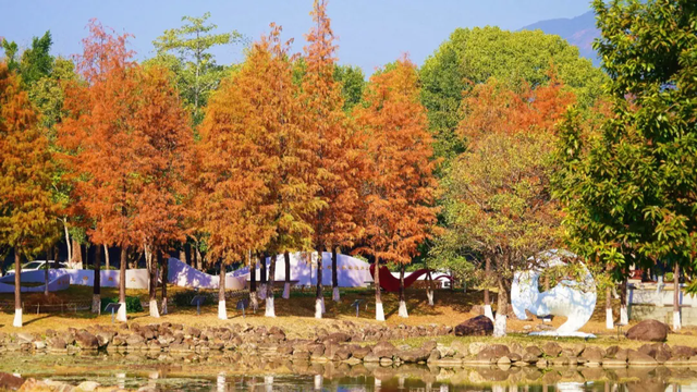 惠聚美好丨博罗的落羽杉，红了！