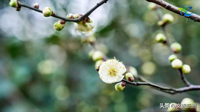新洲梅花抢先打卡！抓住冬日第一抹绽放的色彩