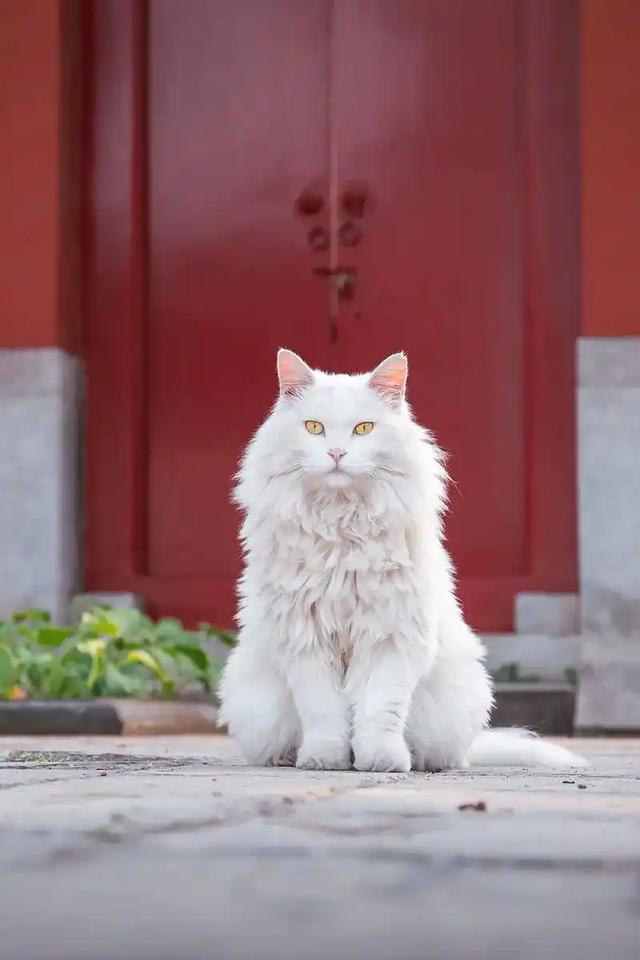 故宫里的宫猫火了！白天当网红，晚上做保安，背后还有600年编制