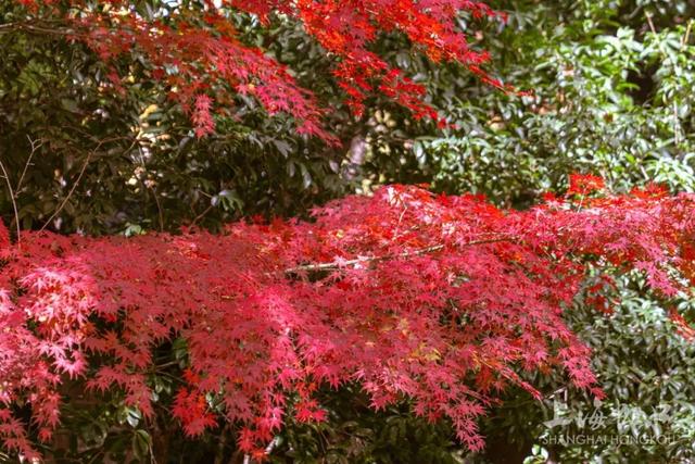 鲁迅公园枫叶红了！红黄青绿交织秋意浓~超出片