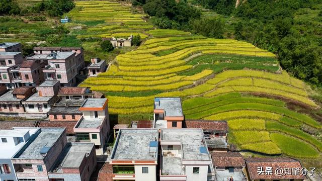 肇庆这里藏着“梯田胜境”,美得不像话!
