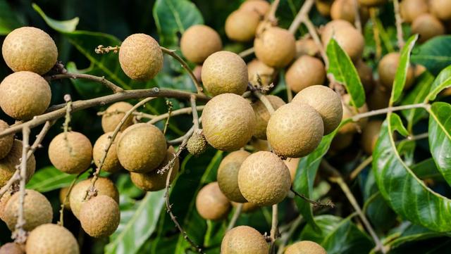 “立冬补阳，告别冰凉”！常吃这4种食物，让你从头暖到脚！