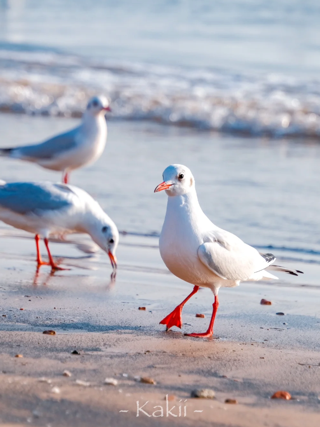 于市南，一日看尽海上花