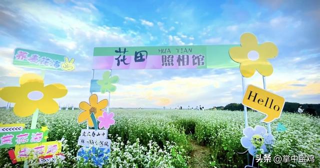 陇县河北镇：荞麦花海映初心 万亩花海促振兴